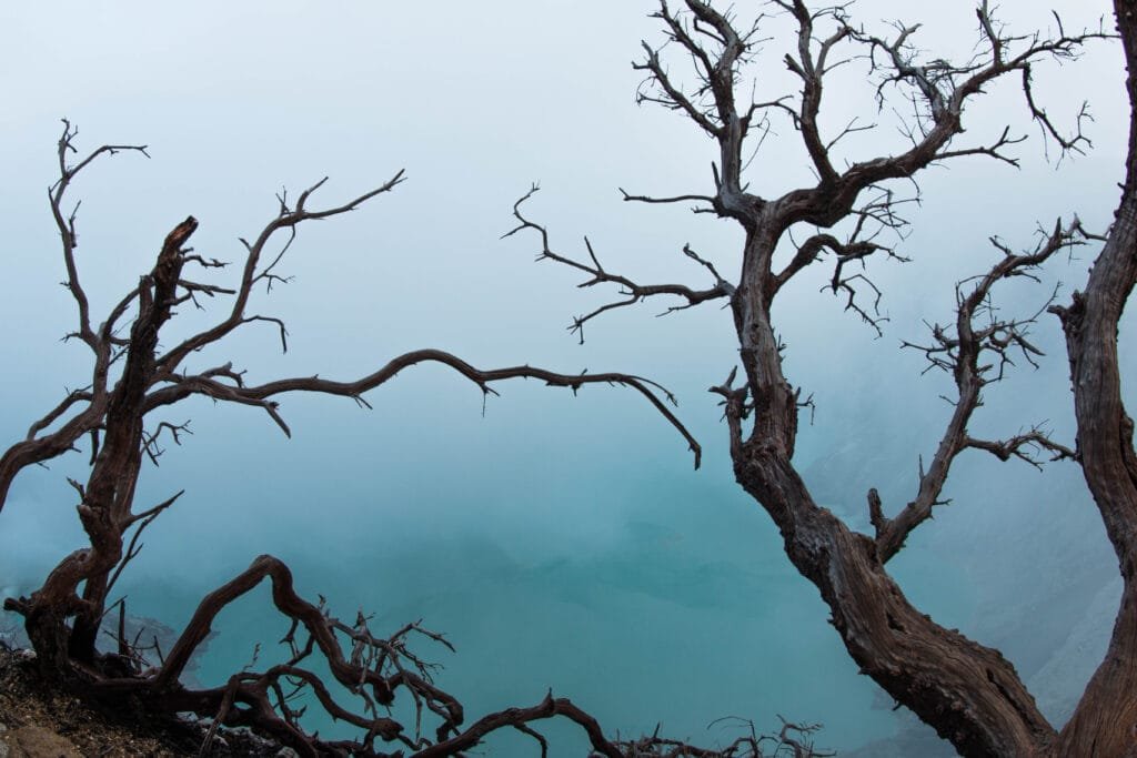 Twisted trees shrouded in sulphur clouds near the rim of Kawah Ijen’s crater in Java, Indonesia